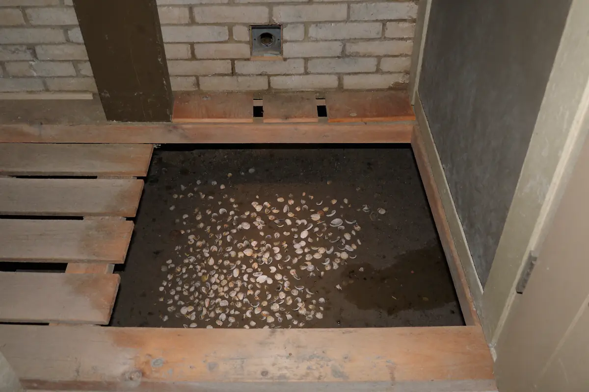 Blik door een geopend kruipluik op een kruipruimte met schelpen, plassen water en houten balken